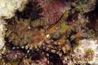 Unidentified Crustacean