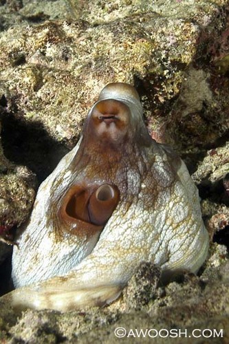 Octopus