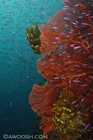 Wide Angle Reef