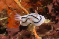 Chromodoris lochi