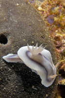 Chromodoris willani