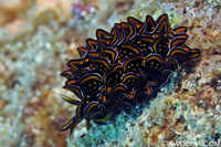 Cyerce nigricans