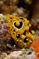 Phyllidia ocellata 1