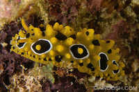 Phyllidia ocellata 2
