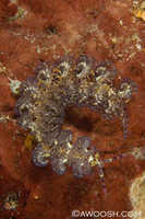 Pteraeolidia ianthina