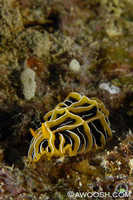 Reticulidia halgerda