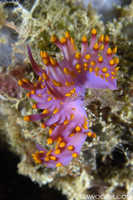 Trinchesia sibogae