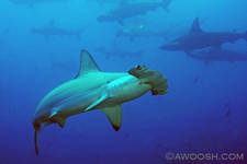 Highlight for Album: Galapagos Islands - September 2007