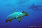 Hammerheads