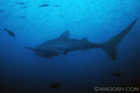 Whaleshark