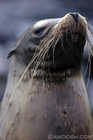 California Sea Lion