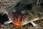 Red-Lipped Bat Fish