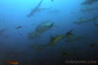 Red Fish and Friends.