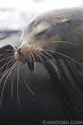 Sea Lion Love In