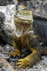 Land Iguana