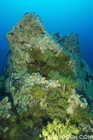 Seamount at Gordon Rocks