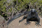 Marine Iguana on the Rocks