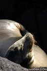 Sea Lion in the Afterglow