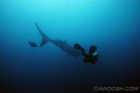 Rev and the Whaleshark