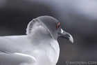 Night Hunting Gull