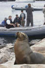 Sea Lion at South Plaza Island