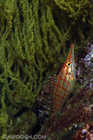 Needle-nosed hawkfish