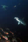 Incoming Hammerheads