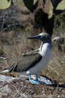 Blue Footed Booby