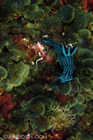 Galapagos Nudibranch