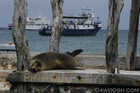 Privado Sea Lion