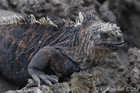 Marine Iguana