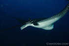 Eagle Ray