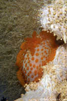Unknown Nudibranch