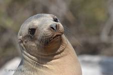 Highlight for Album: Galapagos Topside - August 2005