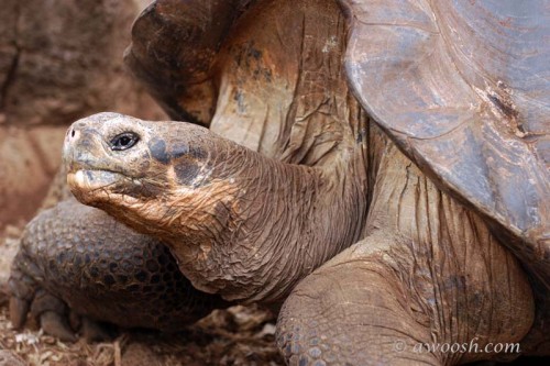 Lonesome George, circa 2005