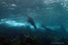 Sealions at North Plaza Island