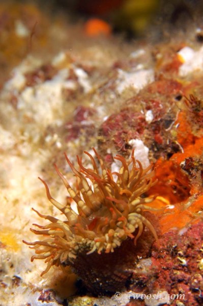 Anemone