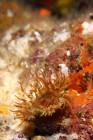 Anemone