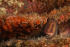 Big Blenny at Cousin's Rock