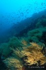 Black Coral Scenic at Cousin's Rock