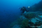 Diver & Turtle at Cousin's Rock