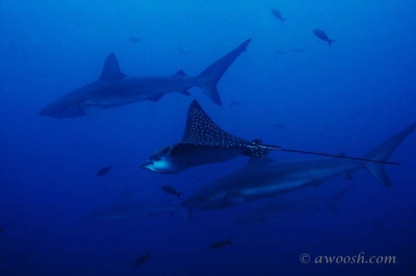 Eagle Ray & Galapagos Sharks