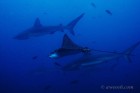 Eagle Ray & Galapagos Sharks