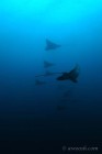 A Flock of Eagle Rays at Wolf Island