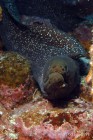 Moray Eel