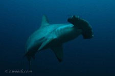 Highlight for Album: Galapagos Underwater - August 2005