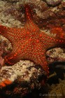 Funky Seastar