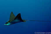 Eagle Ray