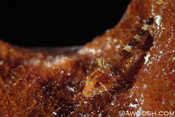 Roughead Triplefin