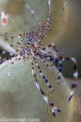 Spotted Cleaner Shrimp
